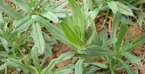 面条|农村常见的2种野菜,不但营养价值高,润肺止咳也有奇效!