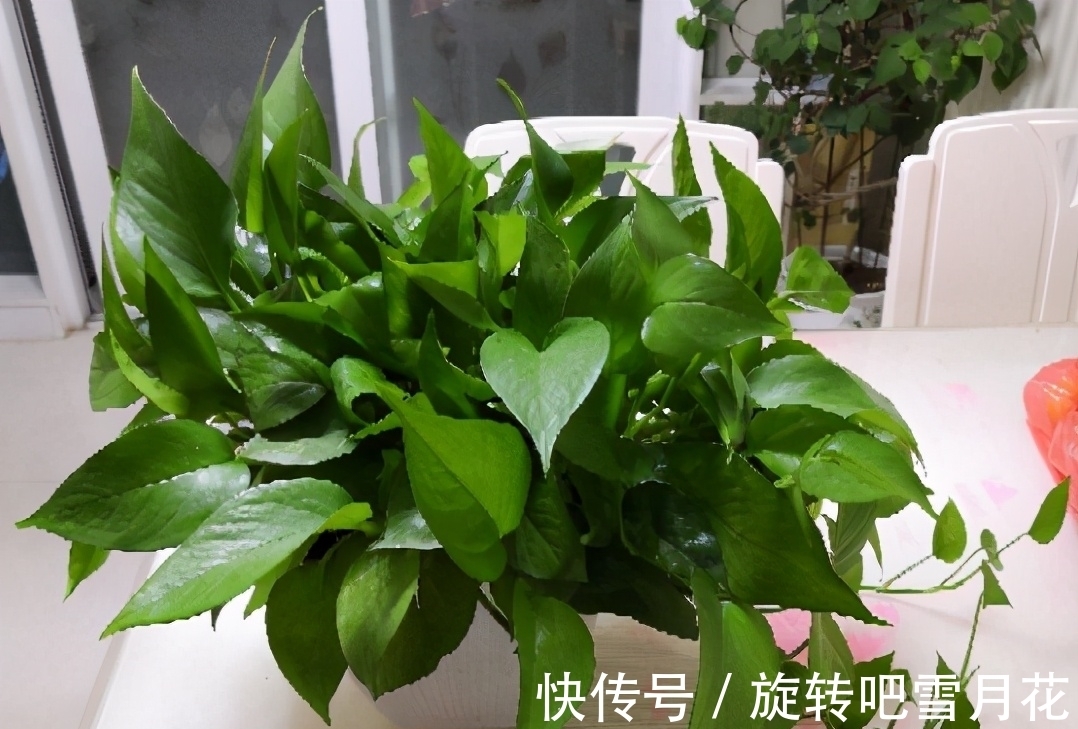 栽种|养花“小抠”教你省钱:用它们当基质土,钱包不用再“缩水”了