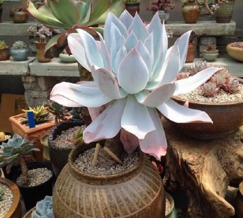 养多肉，不想天热剩空盆，春天就别栽这几款