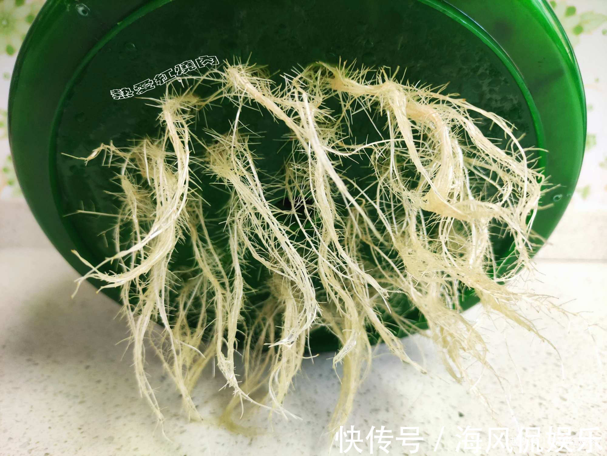 以前空心菜都是买着吃，这回用菜籽自己种的，不用土11天就能吃了