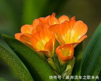 直射光|夏季君子兰总是长不好这几点做好了,轻松度夏无忧