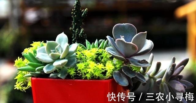 多肉|新手怎么种多肉