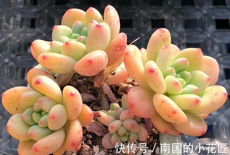 没时间去香格里拉？那养一棵叫香格里拉的多肉吧！味道香香很好闻