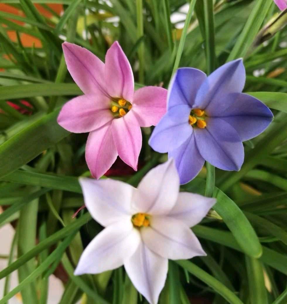 阳台上养2种小花,株型小巧花量很大,颜色漂亮又好养