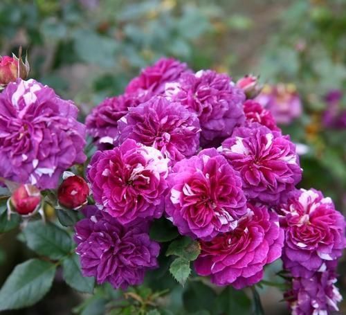 邻居|张大爷的院子里只养1种花，一年观花200天，邻居看了都羡慕