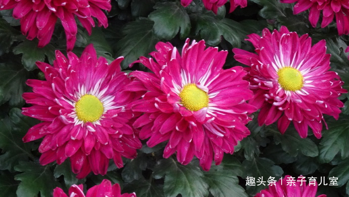 喜欢养菊，那就养“传统名菊”苍海狂龙，花型朴素大方，金黄艳丽