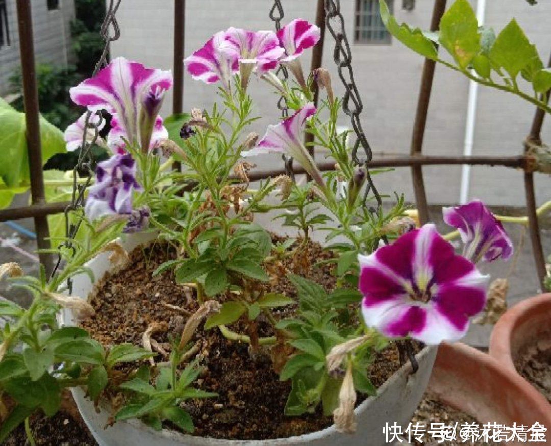 三角梅|天热要修剪的花，不剪死得快，活不过夏天