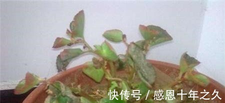 盆栽|养花浇水要懂“见干见湿”,如何理解怎么把握你知道吗!