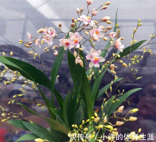 专为北阳台而生的6种花，耐阴又好养，随便养几盆打造成小花园