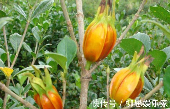 失眠|晚上易失眠多梦用此物泡水,睡前来一杯,告别失眠,远离黑眼圈