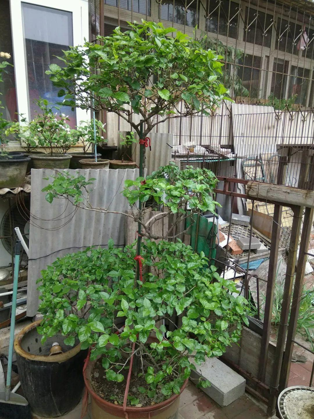 茉莉狠心剪几刀，呼呼窜成3层塔，开花满树香味足