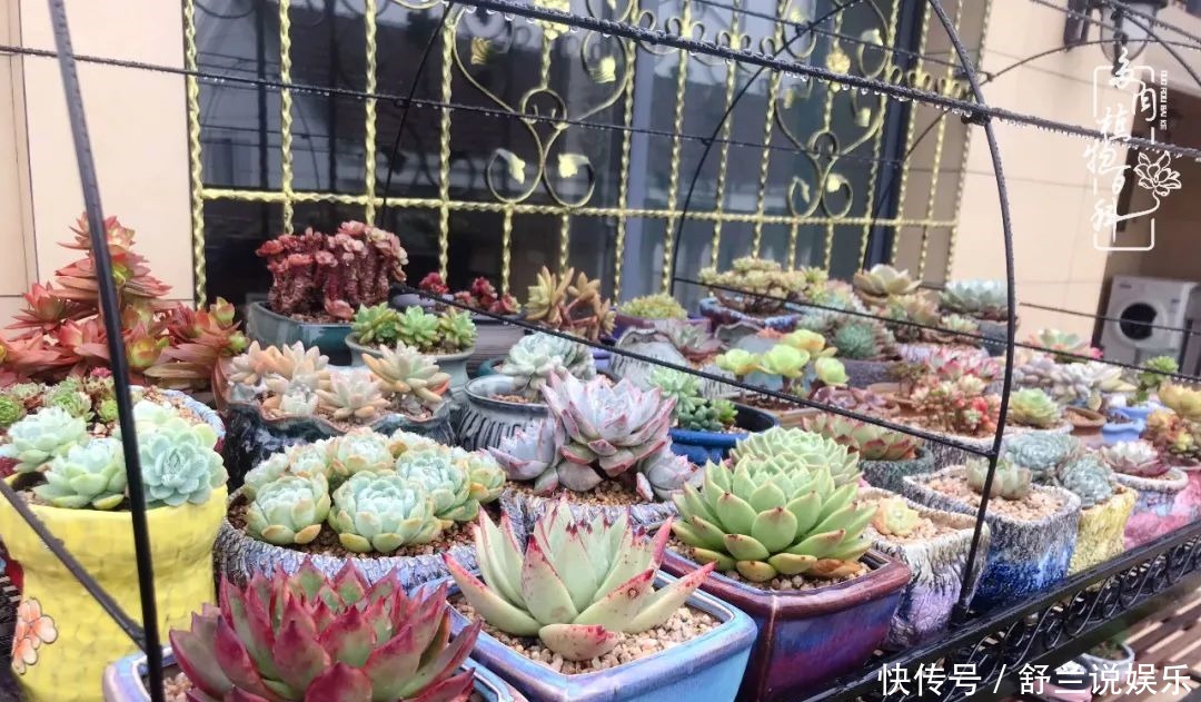  楼顶的多肉，让我的生活无意间打开了一个新世界！