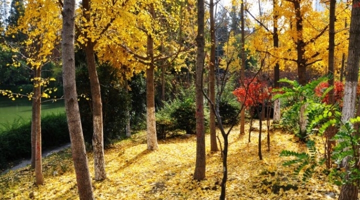 最是年年枫叶好 山村丽景唤吾归（七绝-秋游家乡抒怀）|严从怀 | 枫叶