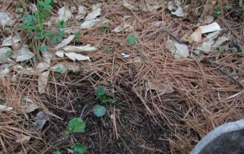 一种“万能土”,养花的人抢着挖,养兰花、君子兰杠杠滴