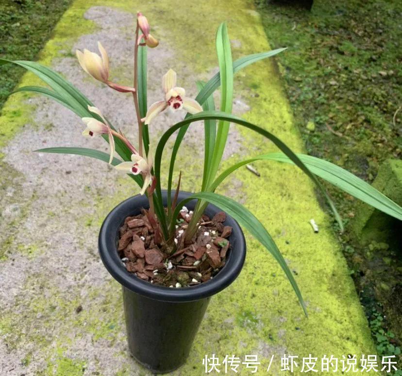 兰花口味比较重,爱喝这种水,花朵多姿又灿烂,很好看