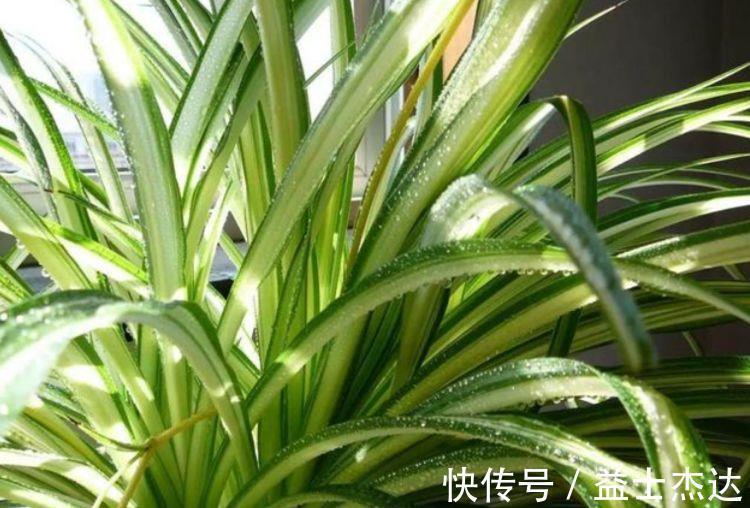 4种花爱开花,阳台养几盆,一次开放100朵,开花“红又旺”