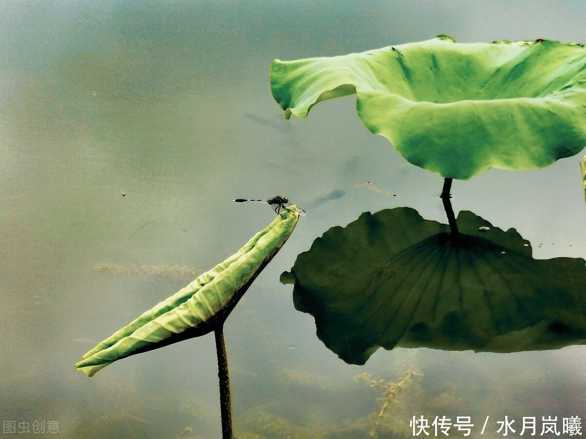  懂得|把自己活成一朵残荷，不为懂得，只为慈悲