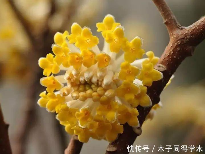 打结花！真漂亮啊！