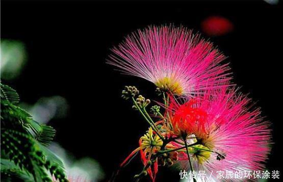 修剪|合欢花花语这么美好,好看又好养,值得拥有