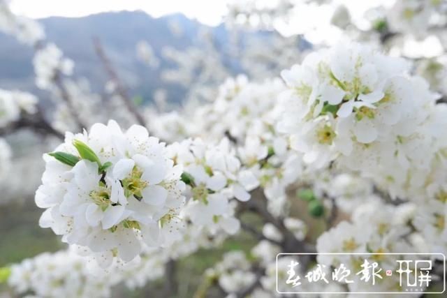 赏心悦目！玉溪元江万亩桃李花竞芬芳，踏青赏花正当时