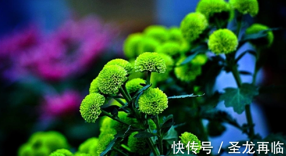 养花也要养“独特”品种,这些“绿颜色”的花就不错,喜欢可以养