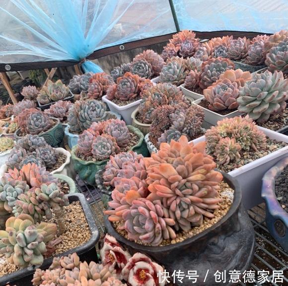 栽种|橙梦露很受欢迎,趁秋天好养护,买两棵,教你把状态养的更好