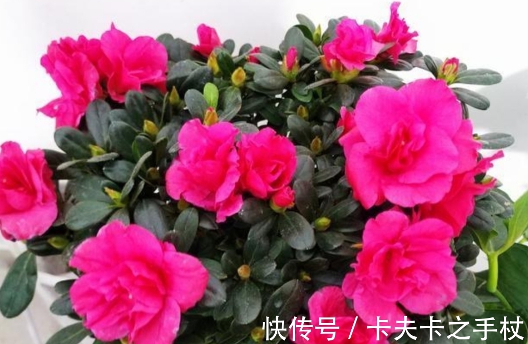 栀子花|这3种公认难养的花，想要养好也不难，先满足它们这个“喜好”