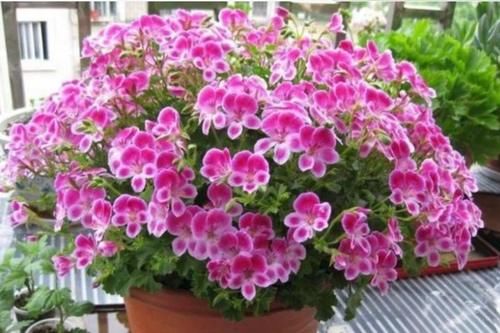  最让人|最让人喜欢的4种花，多季开花，花香四溢，还很好养