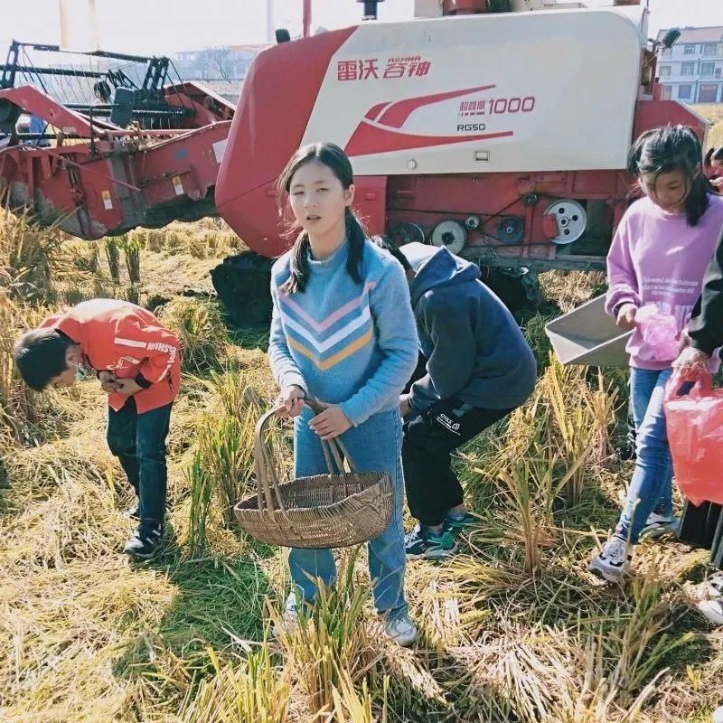 区嵩峰|拾稻穗，行美德——记广丰区嵩峰中学学生劳动实践教育活动