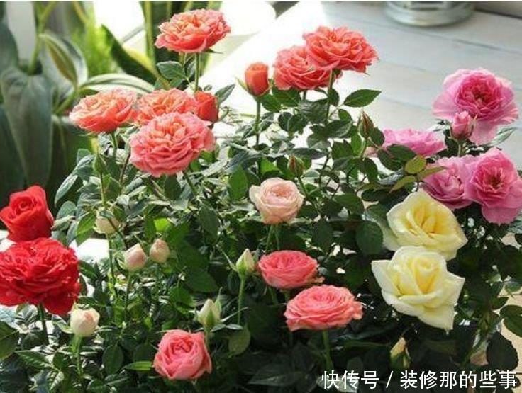 家养此款花卉,开花勤爱爆盆,从年头“香”到年尾