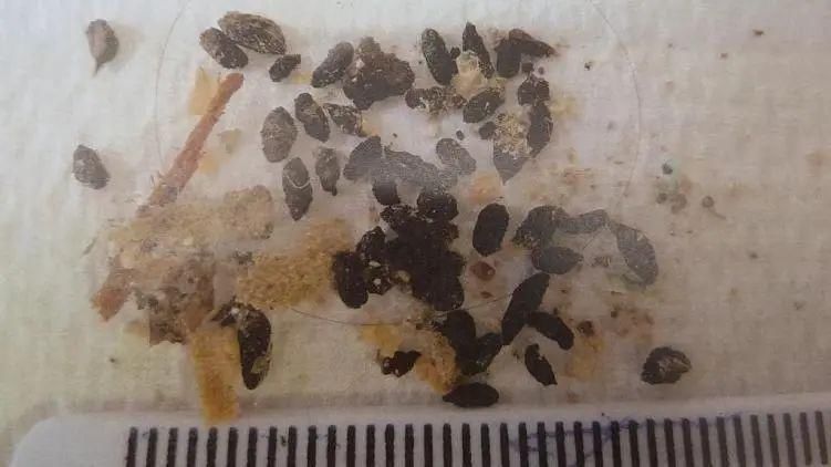 州政府|“害虫滋生!”墨尔本CBD这3家华人餐厅上了维州政府的黑名单!