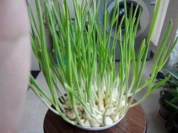 丢水里就能长得很好的6种蔬菜,比花美、比绿萝还好养!