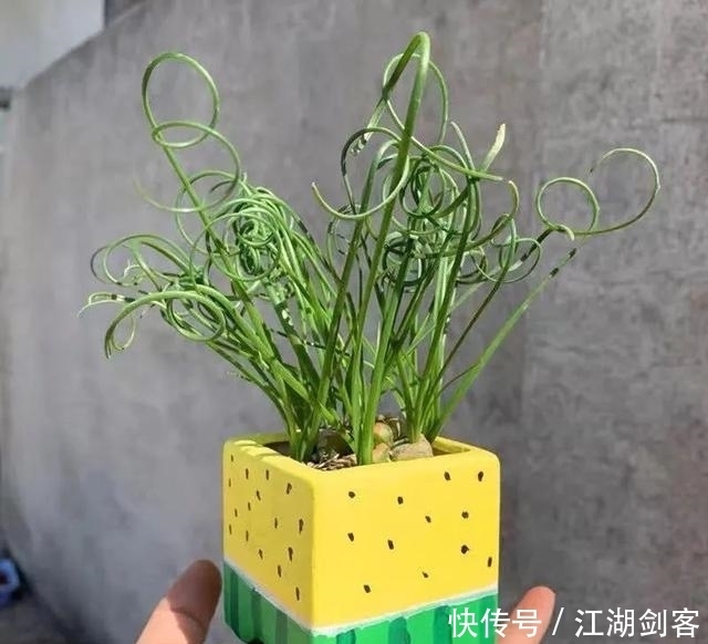 家里养几盆弹簧草,叶子卷曲似弹簧,清新雅致、个性十足