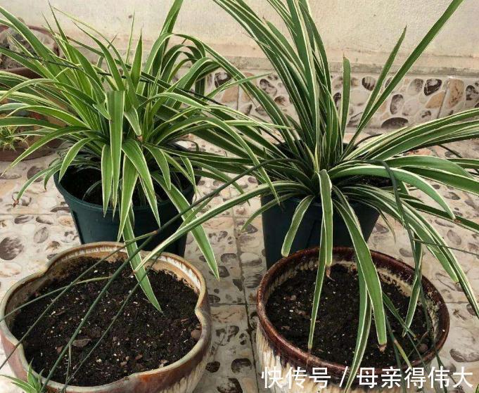 冬至后,盆栽养花有这3种症状该马上换土,一刻都甭多等