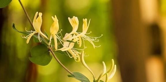 蒲公英消利炎肿|蒲公英和它是“天作之合”,坚持喝一月,提高免疫力,修复肝细胞