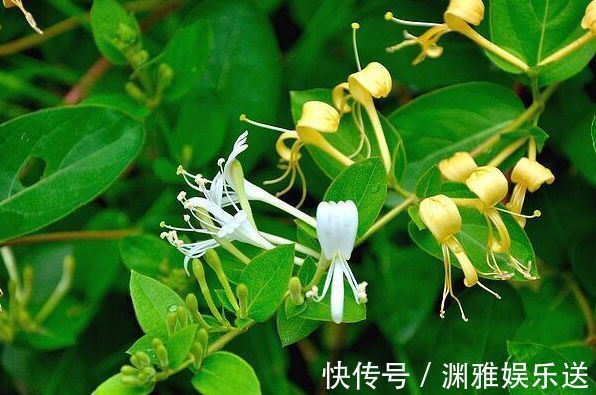 喜欢玫瑰,不如养“玫瑰精品”冰雪皇后,冰清玉洁,清新明快好养