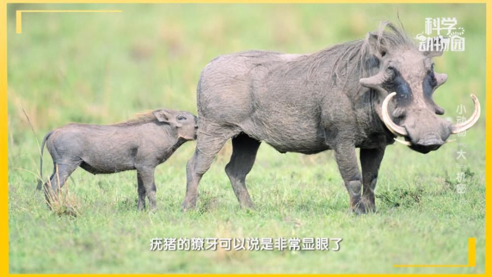 动物|来来来，跟我一起读“鵎鵼”“鹈鹕”“耳郭”狐......