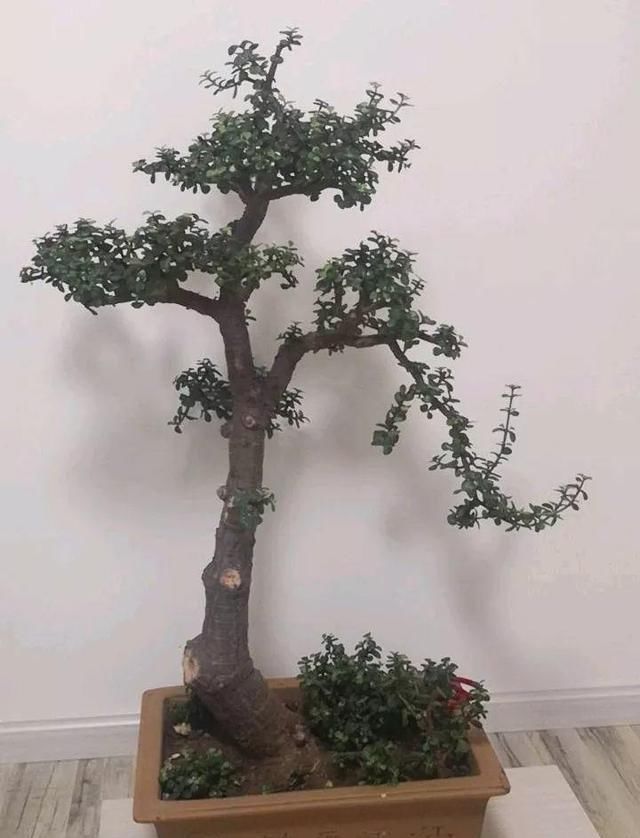 金枝玉叶拔起来养,造型惊人,身价能翻几百倍