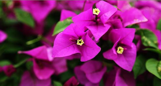 三角梅爆盆的养护技巧,几点是关键,春天早早就开花