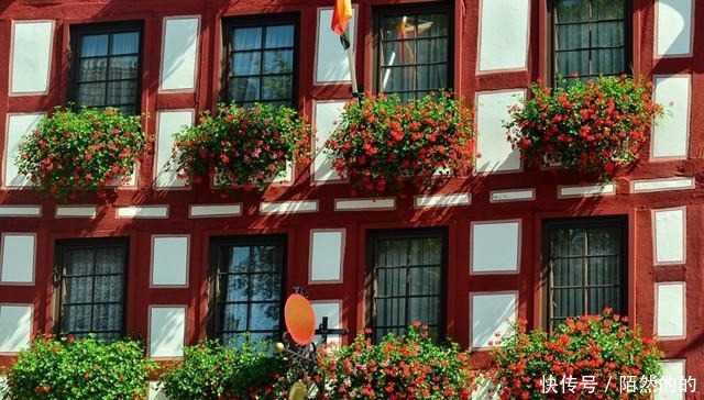 她只养了1种花,1米小阳台却开成花海!她只养了1种花,1米小阳台却开成花海!