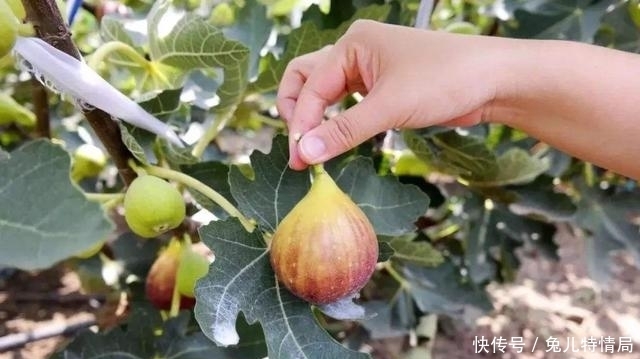香甜|买无花果时,绿皮紫皮不重要,掌握4个小技巧,个个软糯香甜