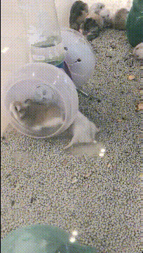 |搞笑GIF: 现在做生意太难了 今天有位客人要吃毛衣