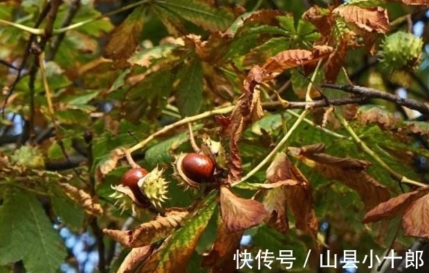 娑罗子|路边捡到的“板栗”不要随便吃