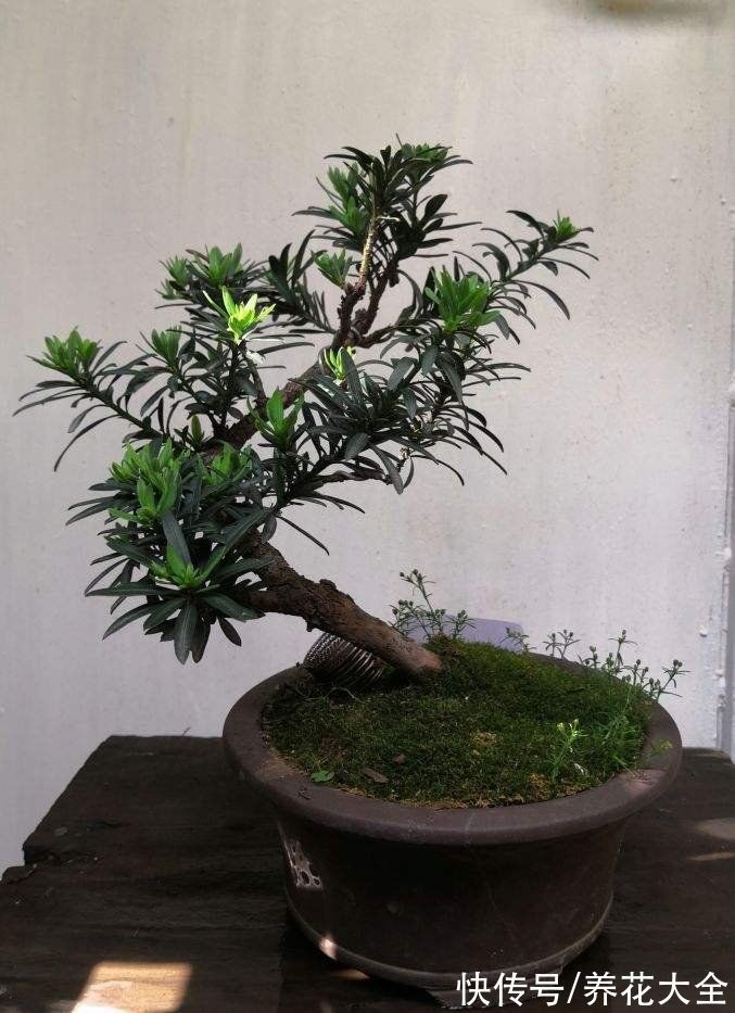 “家有罗汉松，世代不受穷”，家里有庭院，就种这4种“吉祥树”