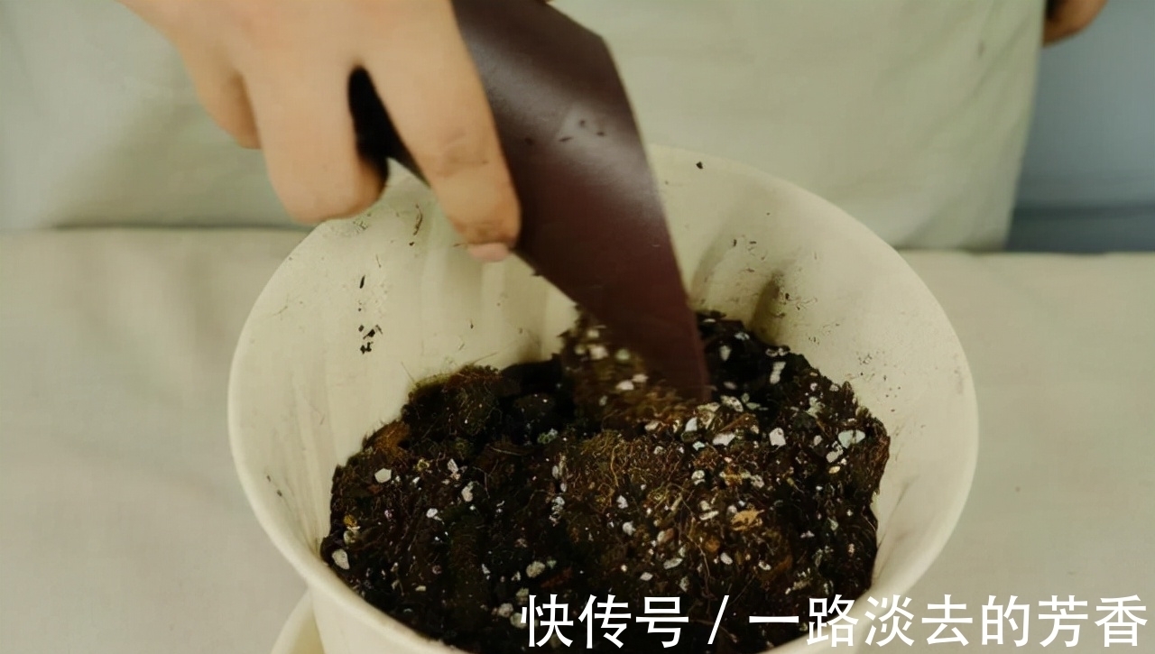 盆栽|怎样知道花卉要翻盆了？有5个表现就要注意，否则会严重影响生长