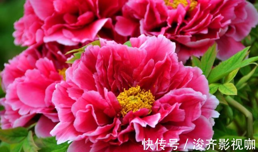 有钱人都养“3种花”,招财纳福,顺风顺水,运势一飞冲天!