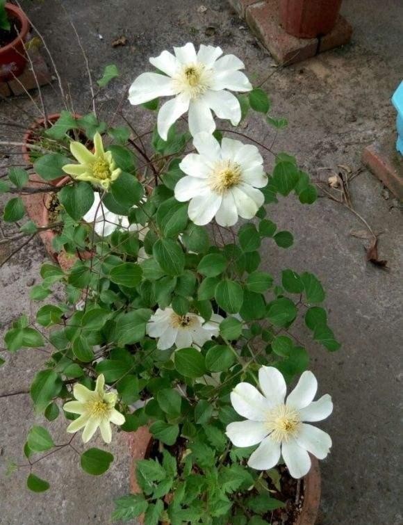 慎买|这4种花慎买,以为是“开花机器”,养过才知是“假精致”