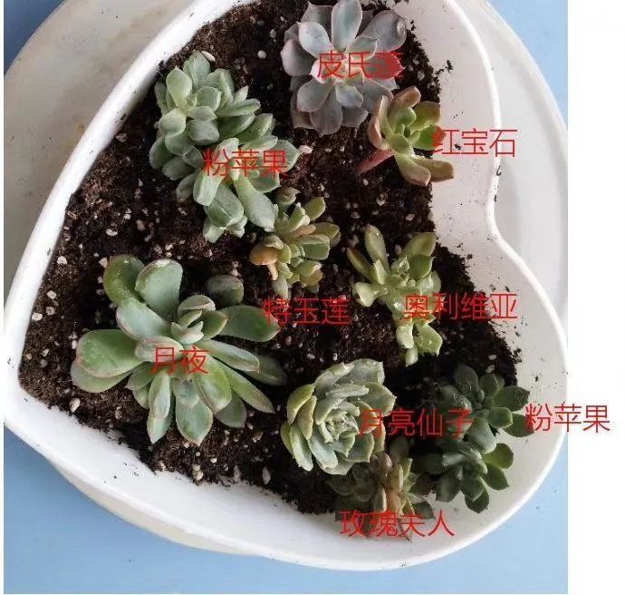 观音莲|90后川妹子的“丑肉”逆袭记!时光不弃,多肉常在!