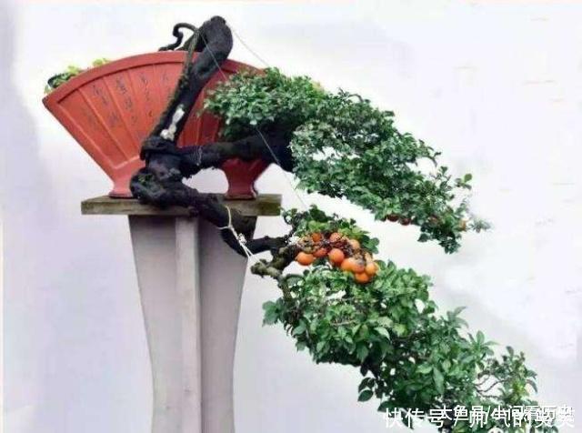 1种盆景,人称老桩金弹子,养越久越贵,都当传家宝养,我就养了