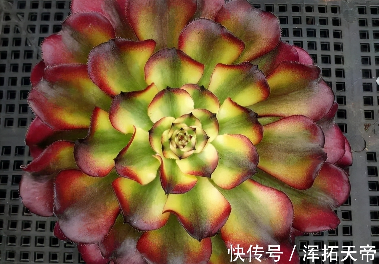 法师系多肉中可以称王的9个品种,了解一下,喜欢就可以放心养